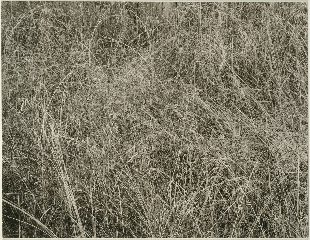 Gras von Alfred Stieglitz