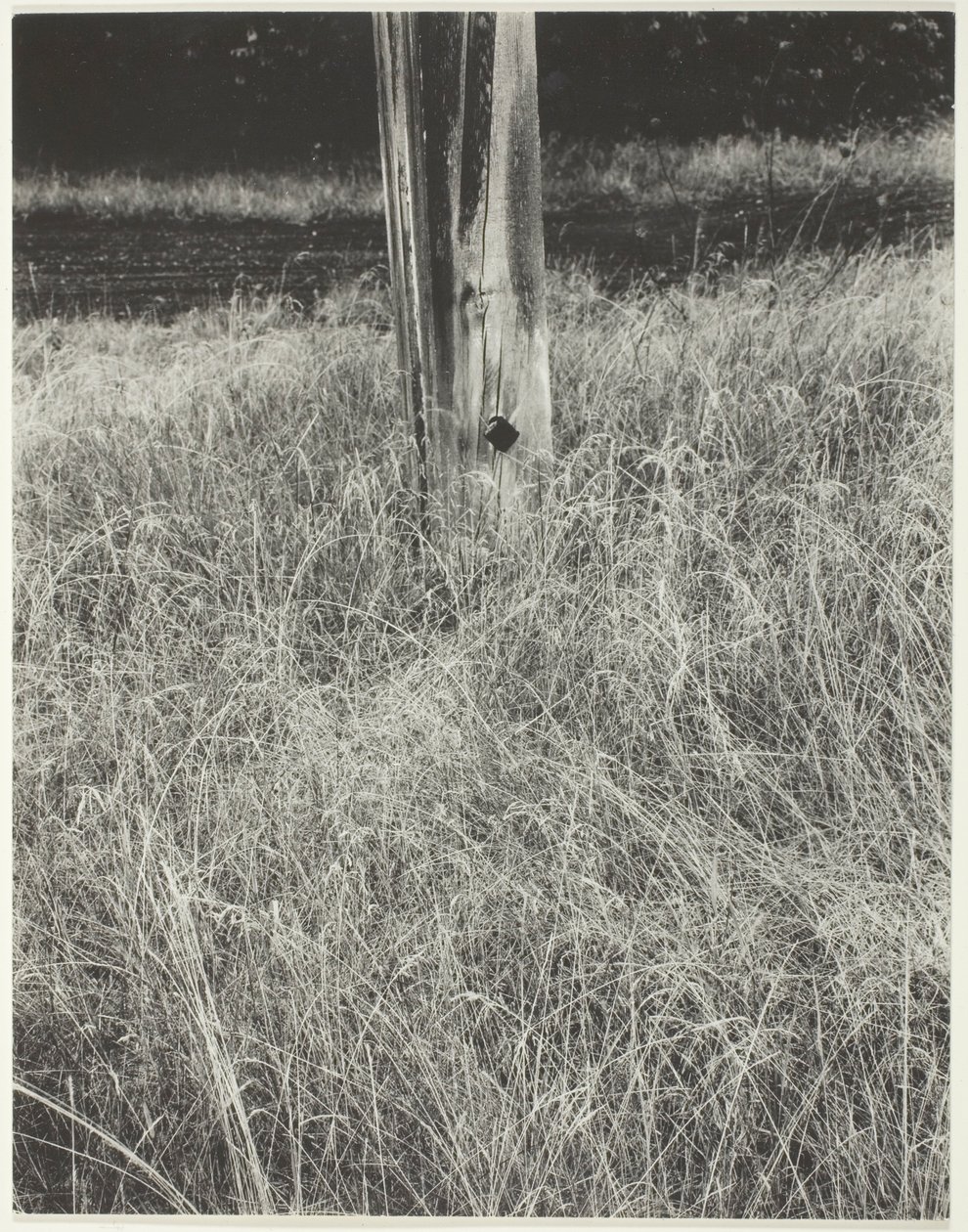 Gras und Fahnenmast von Alfred Stieglitz