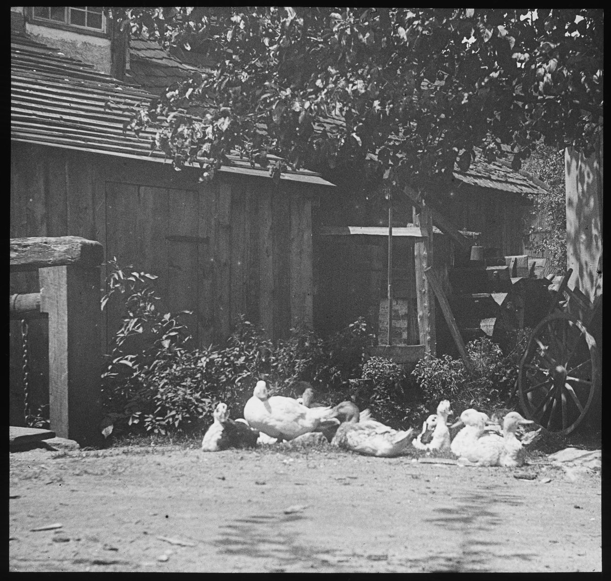 Gutach von Alfred Stieglitz