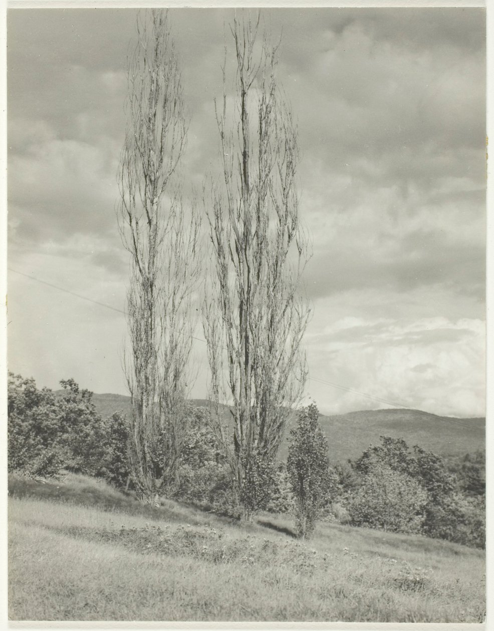 Pappeln—Lake George von Alfred Stieglitz