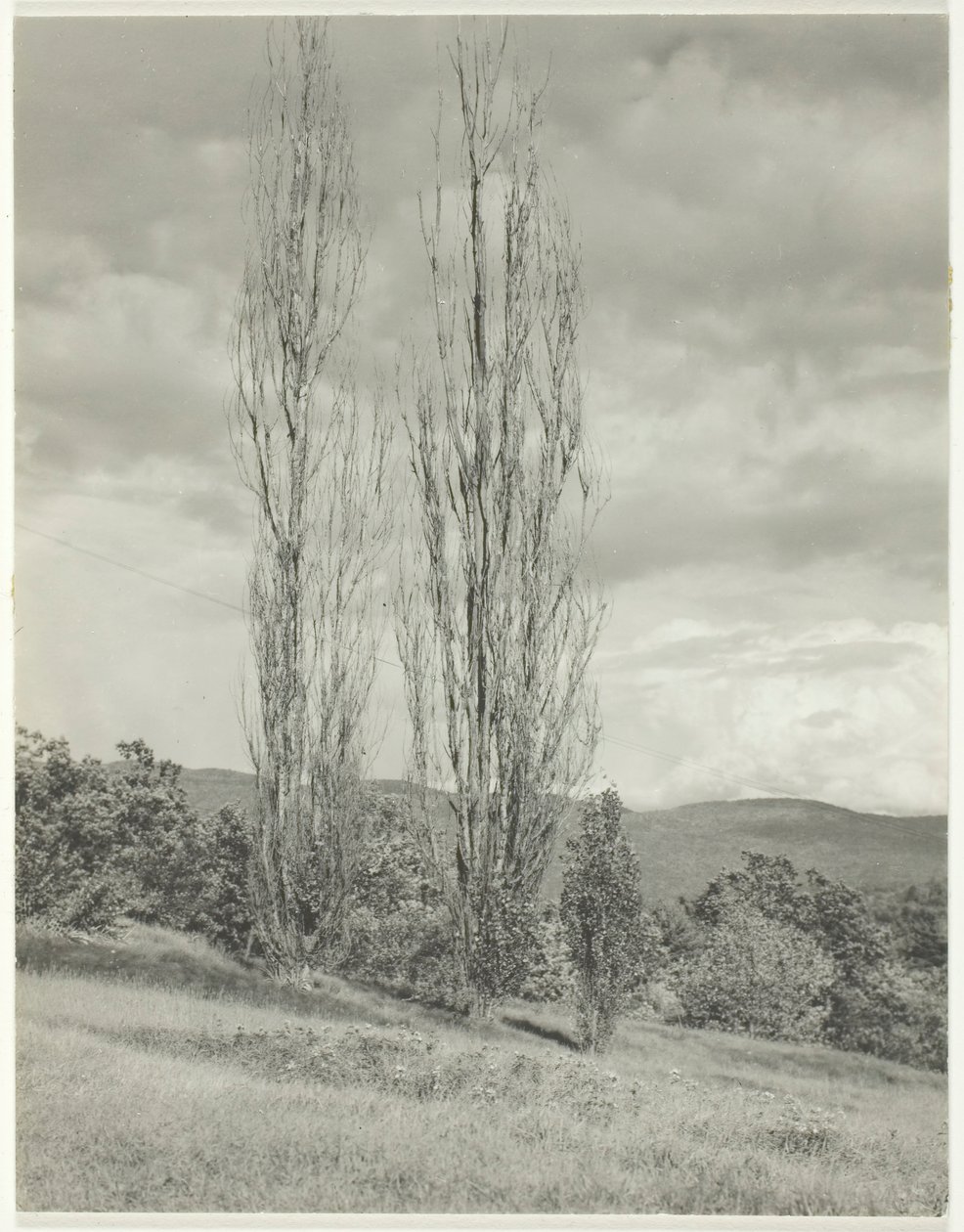 Pappeln—Lake George, 1935 von Alfred Stieglitz