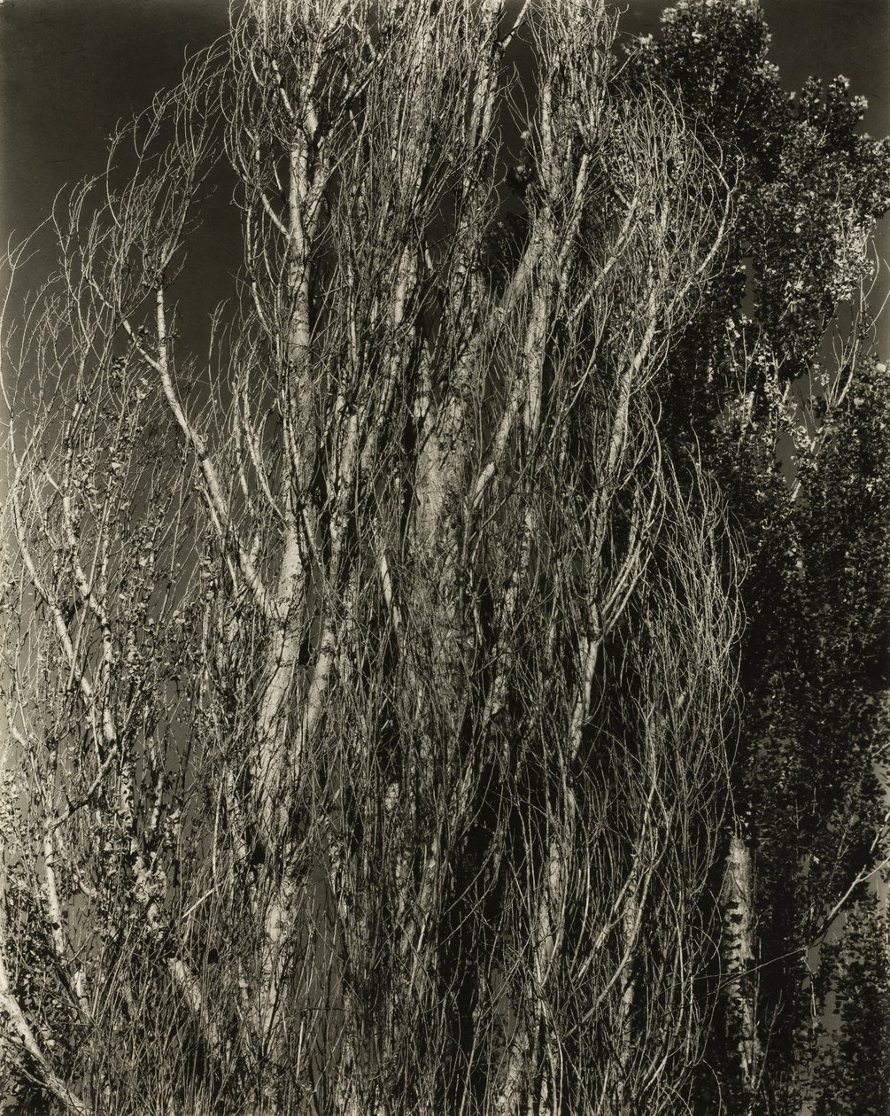 Pappeln - Lake George von Alfred Stieglitz