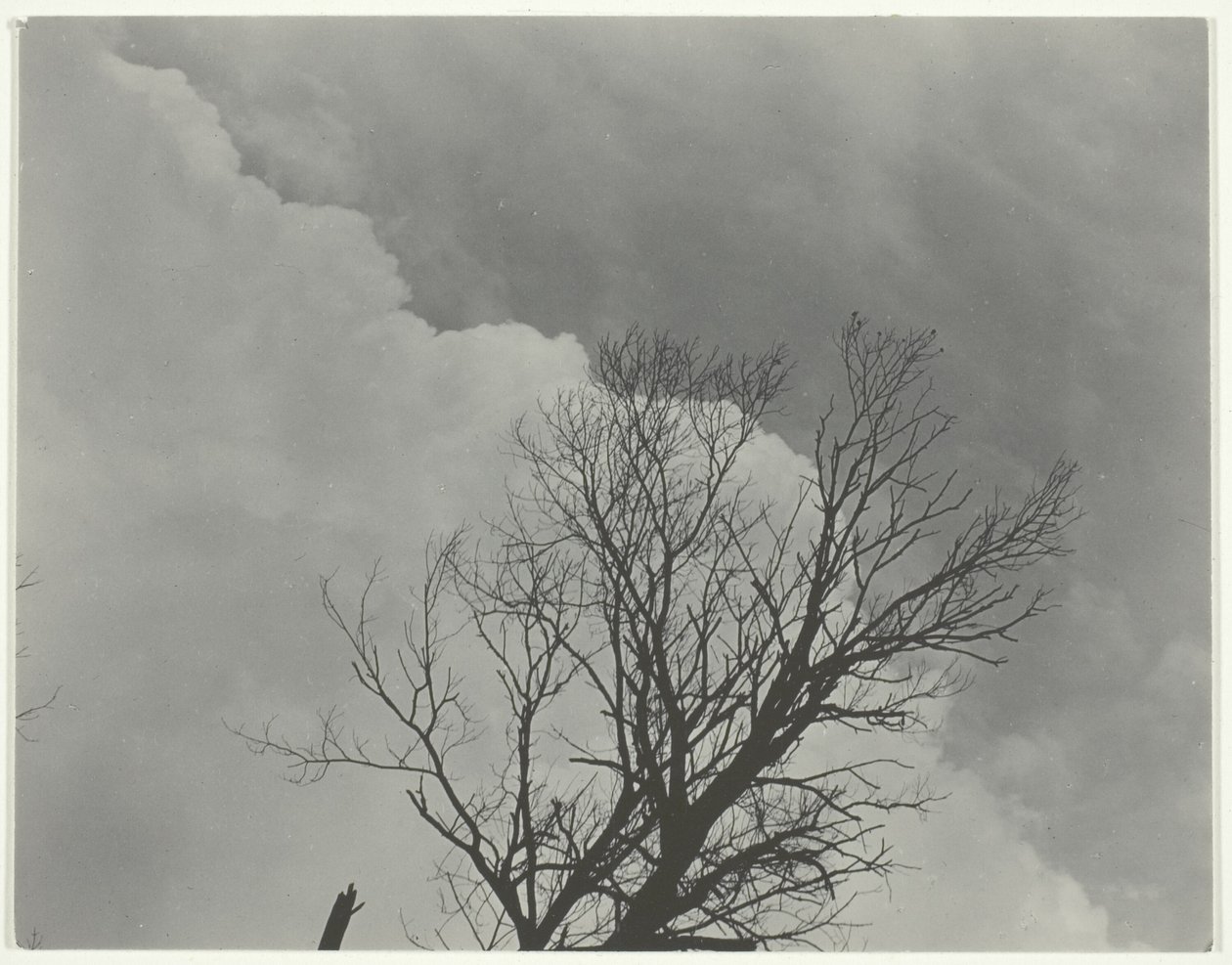 Baumset 3 von Alfred Stieglitz