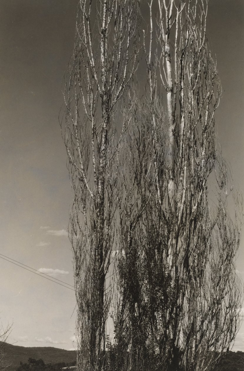 Zwei Pappeln, Lake George (recto) von Alfred Stieglitz