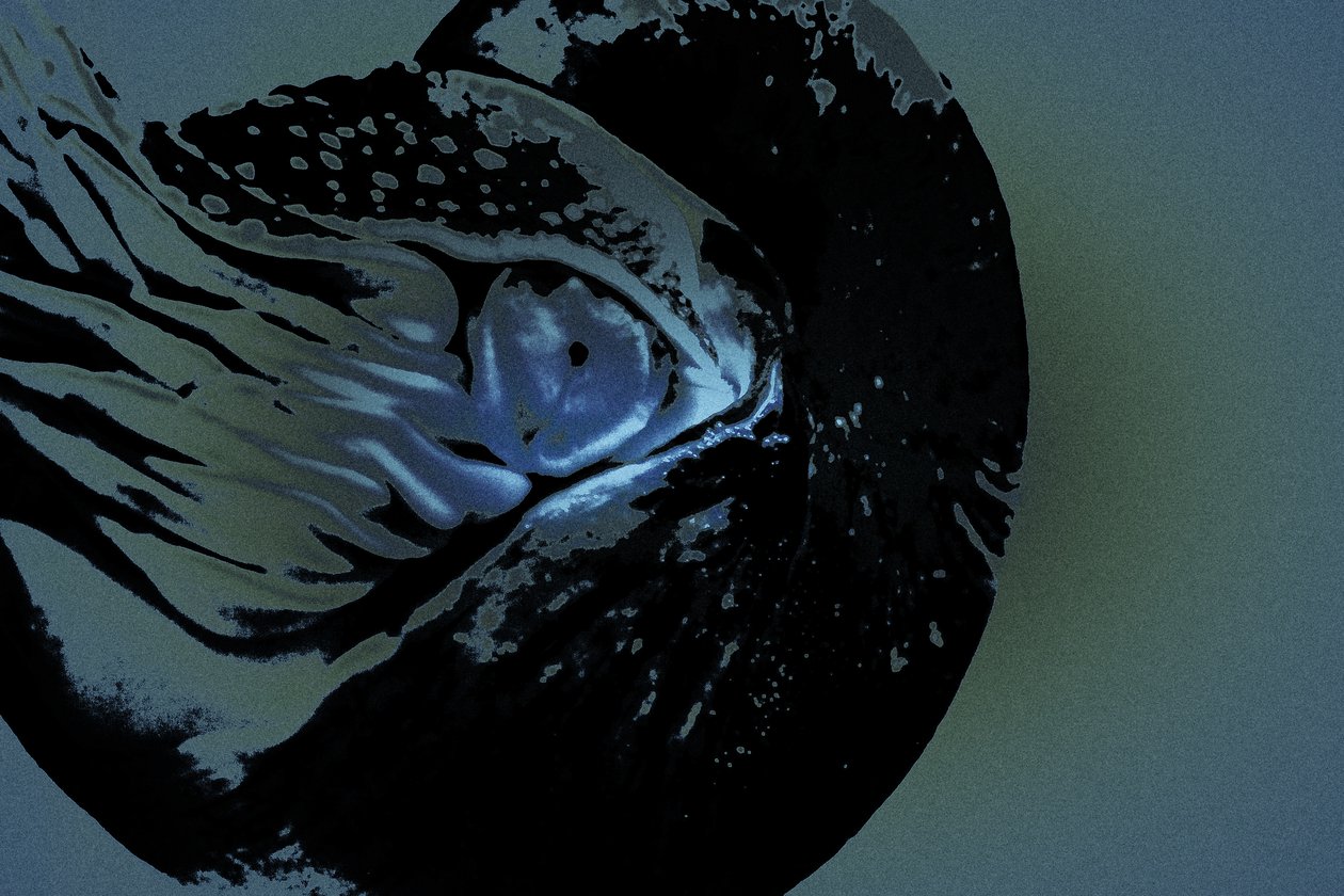Nautilus von Alice Gur Arie