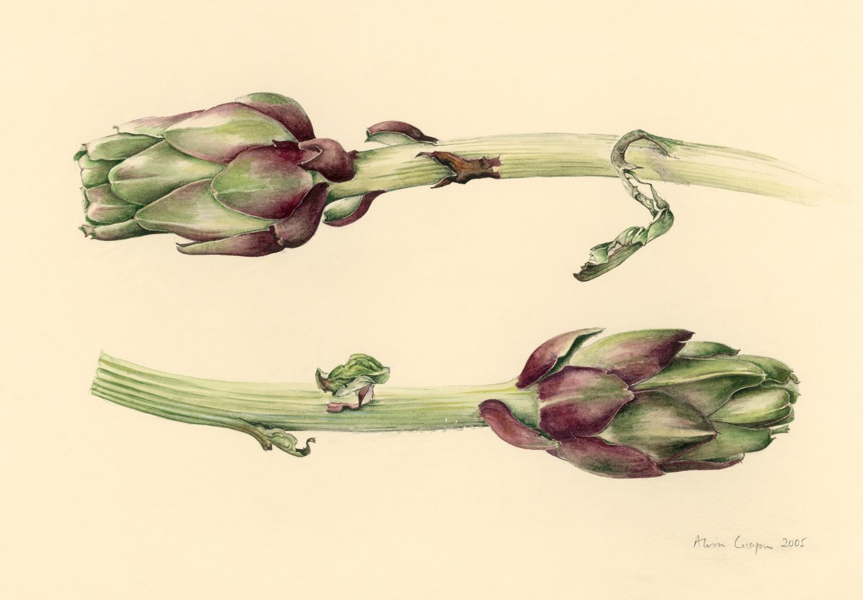 Artischocken, 2005 von Alison Cooper