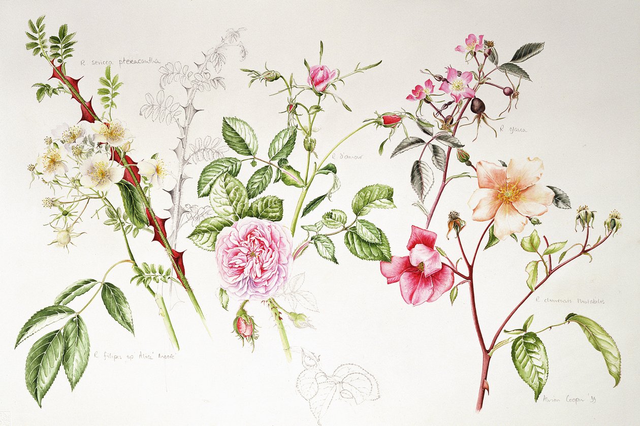 Verschiedene Rosen, 1999 von Alison Cooper