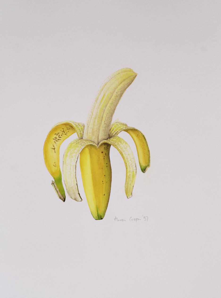Eine halbgeschälte Banane, 1997 von Alison Cooper