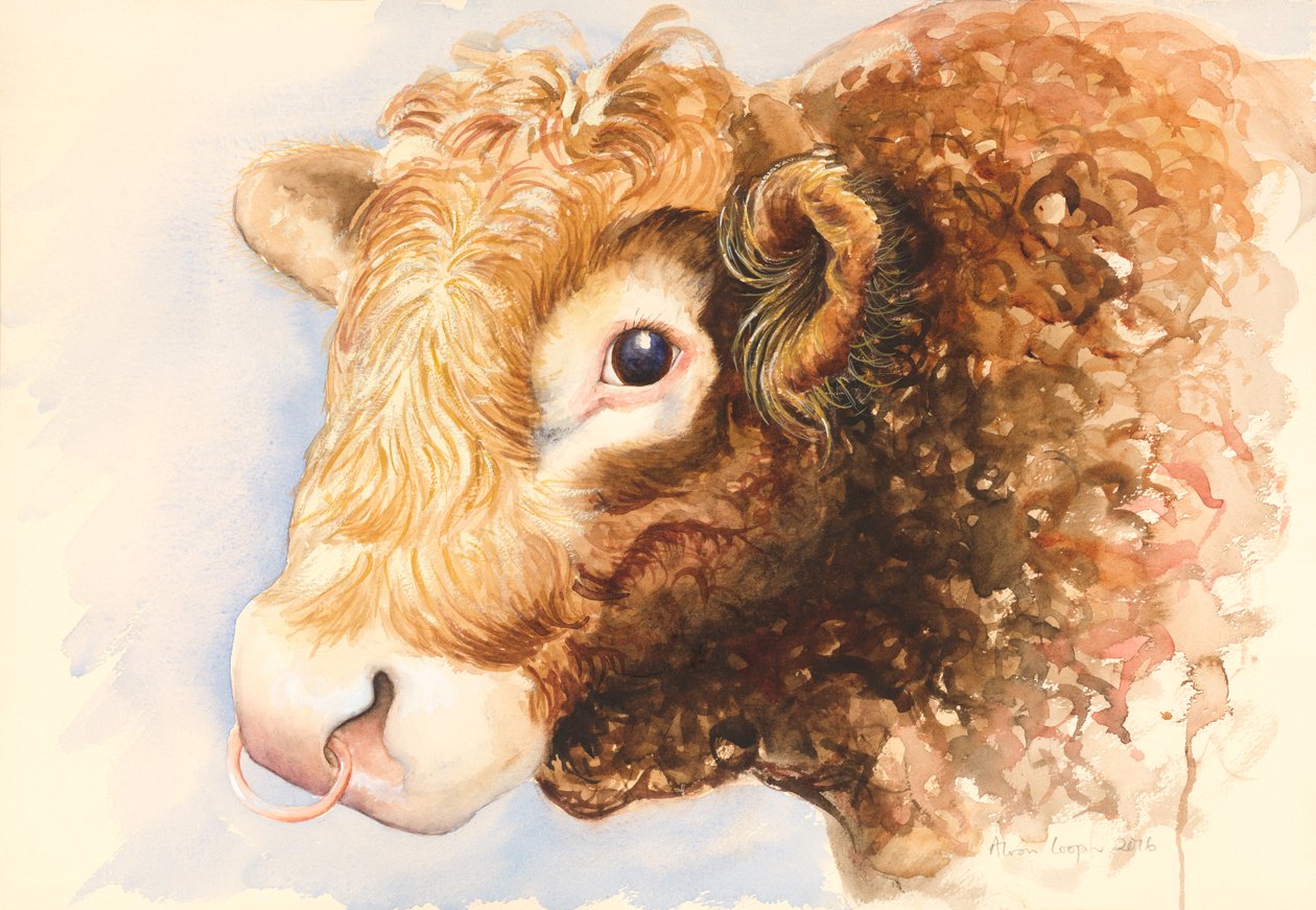Adam der Stier, 2016, Aquarell von Alison Cooper