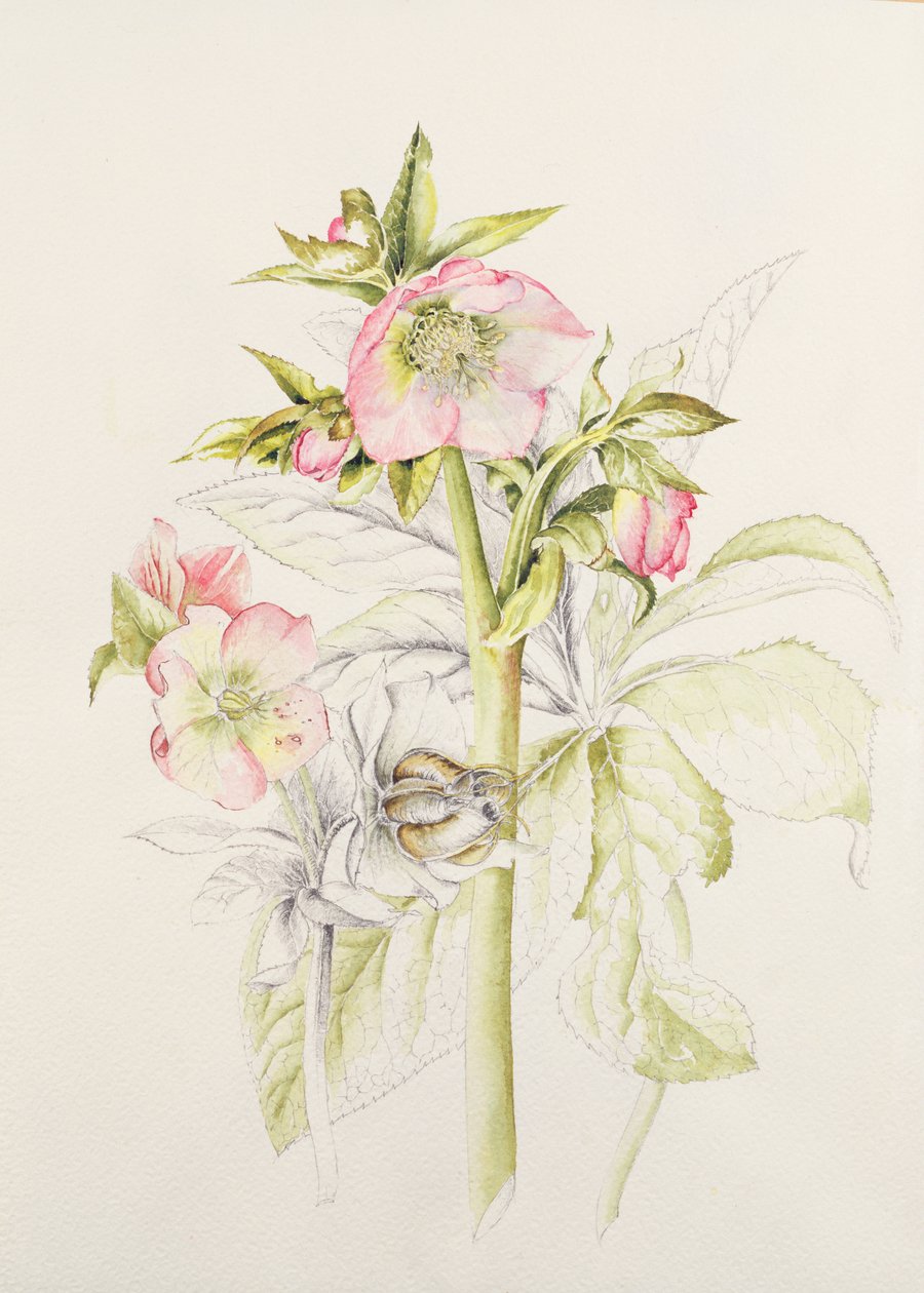Nieswurz von Alison Cooper