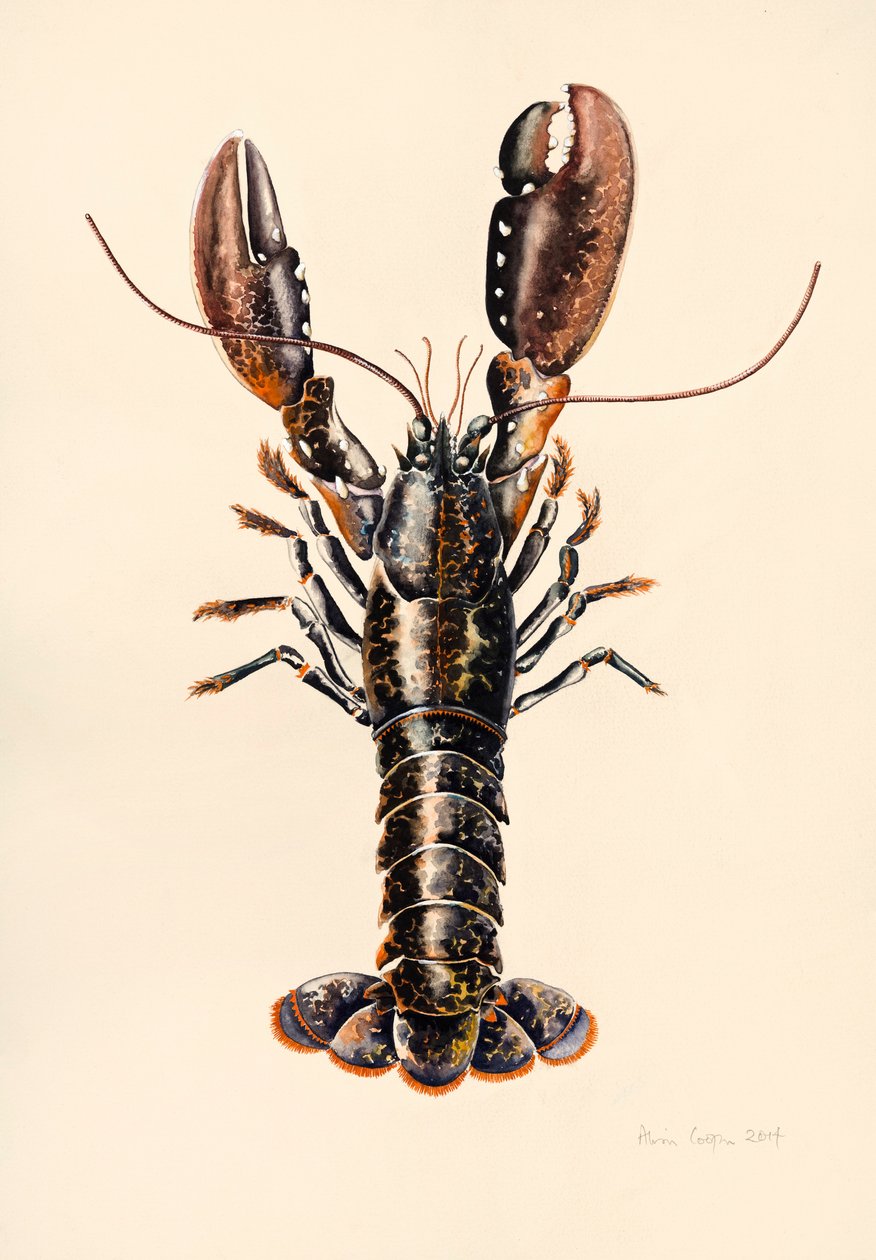 Hummer aus Solva, 2014 von Alison Cooper