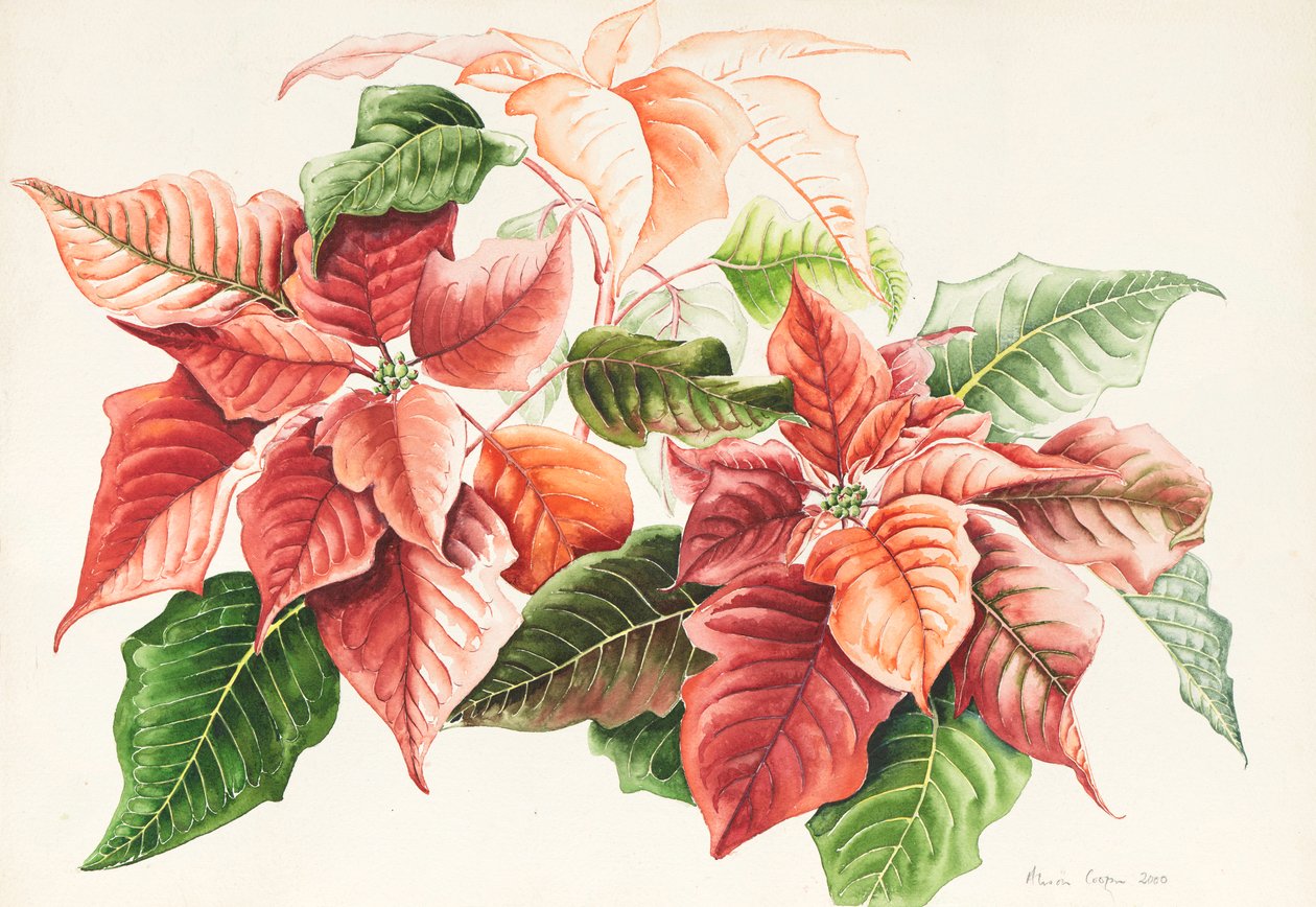Weihnachtsstern von Alison Cooper