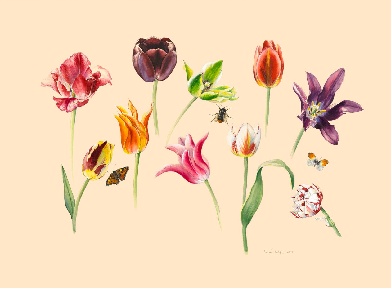 Frühlingstulpen und Insekten von Alison Cooper