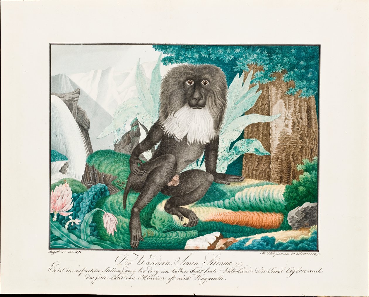 Ein Makake, 1837 von Aloys Zötl