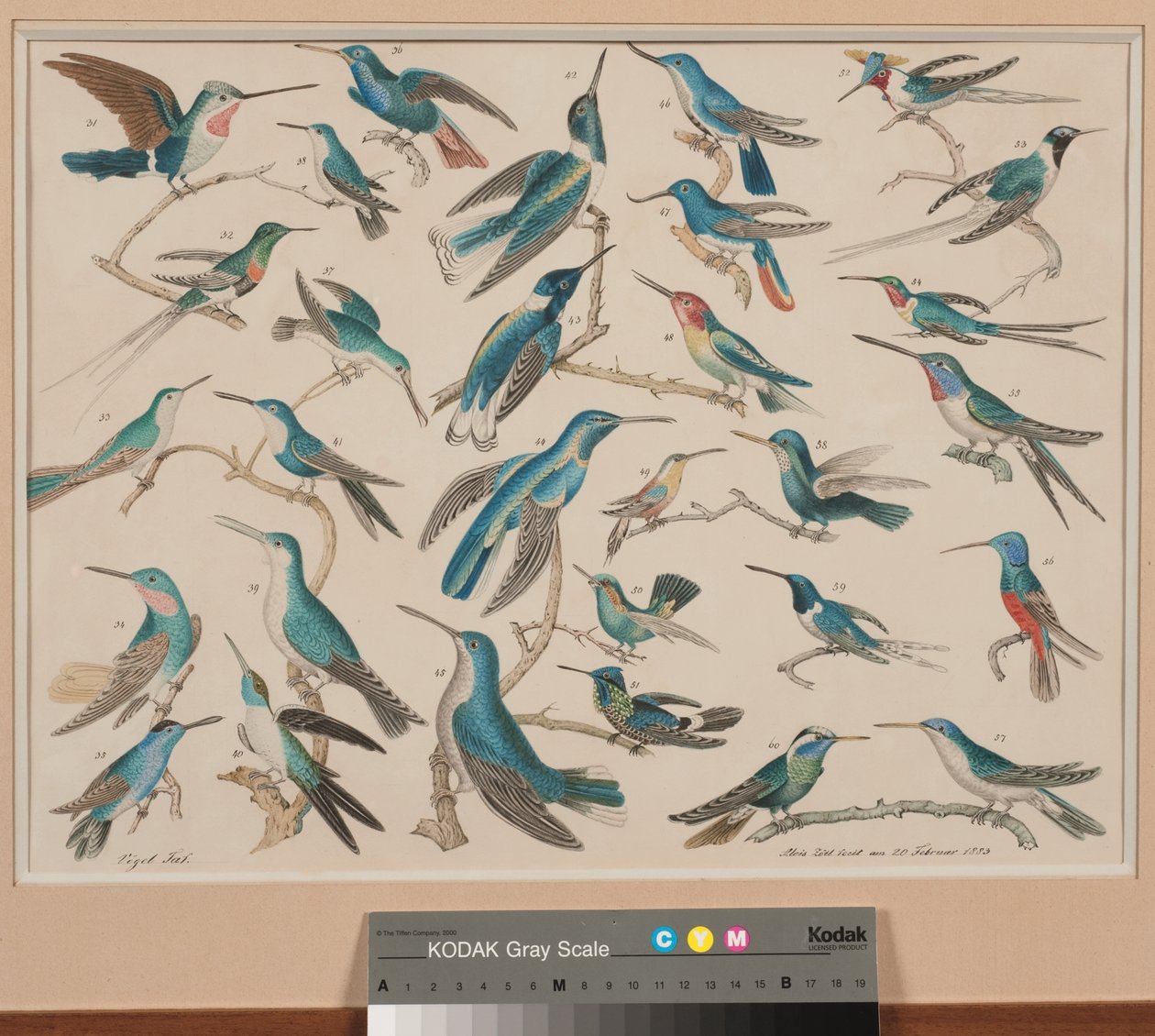Kolibris von Aloys Zötl