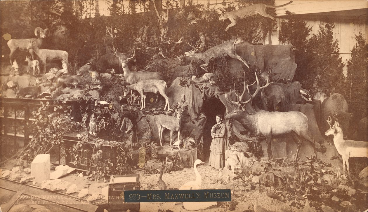 Mrs Maxwells Museum von American Photographer