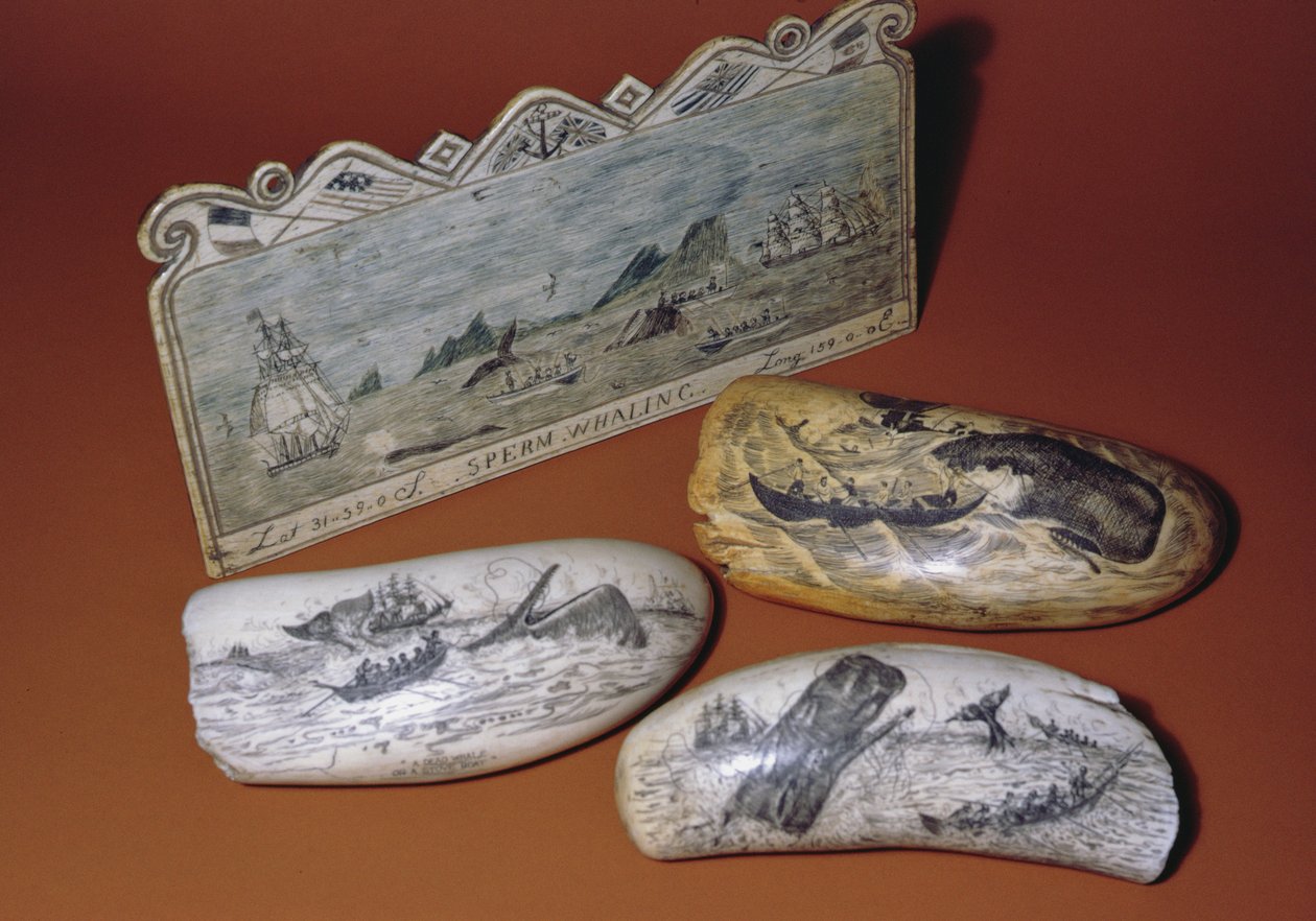 Walfang-Scrimshaw (Zahn) von American School