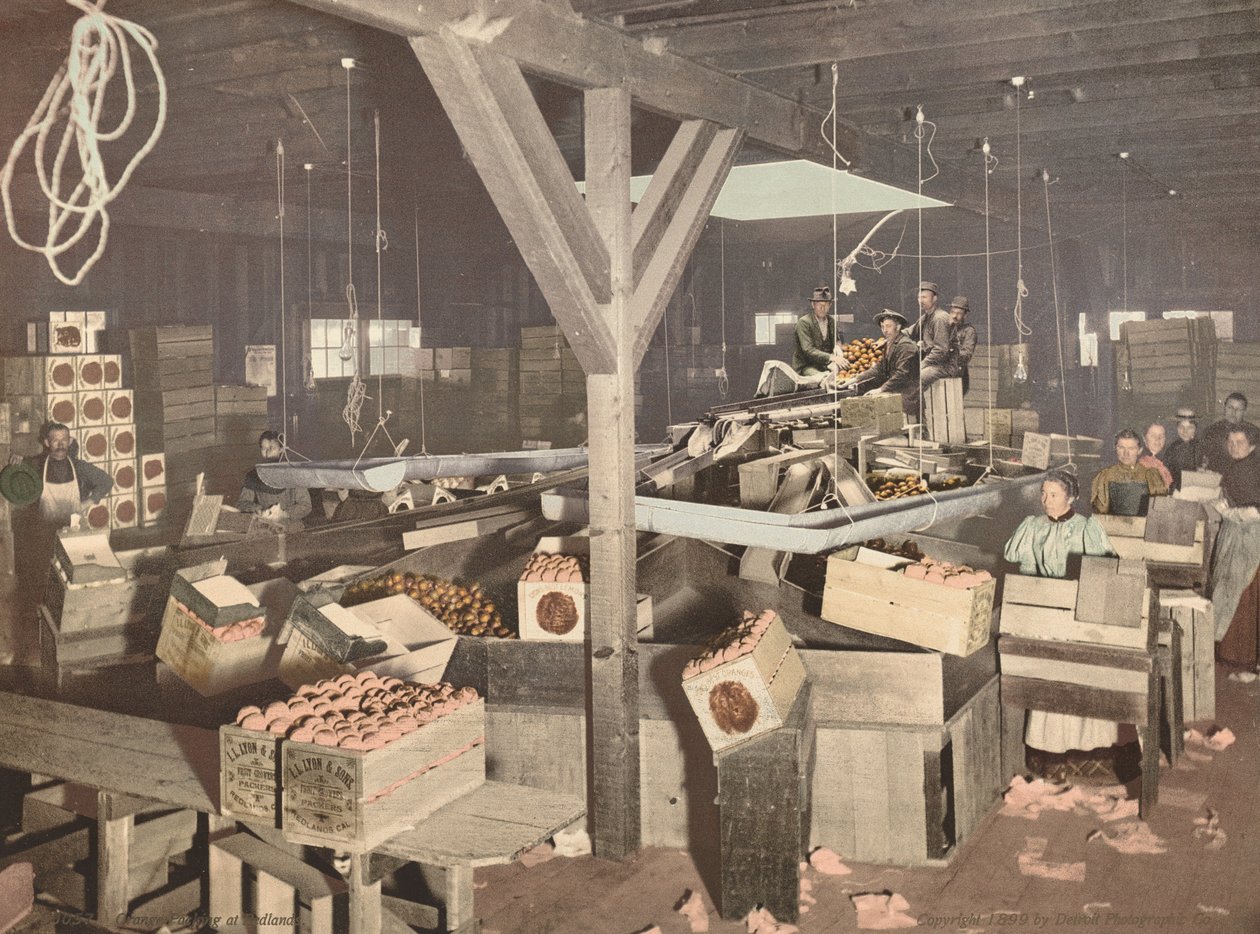 Orangenverpackung in Redlands von American 19th Century, Detroit Photographic Company