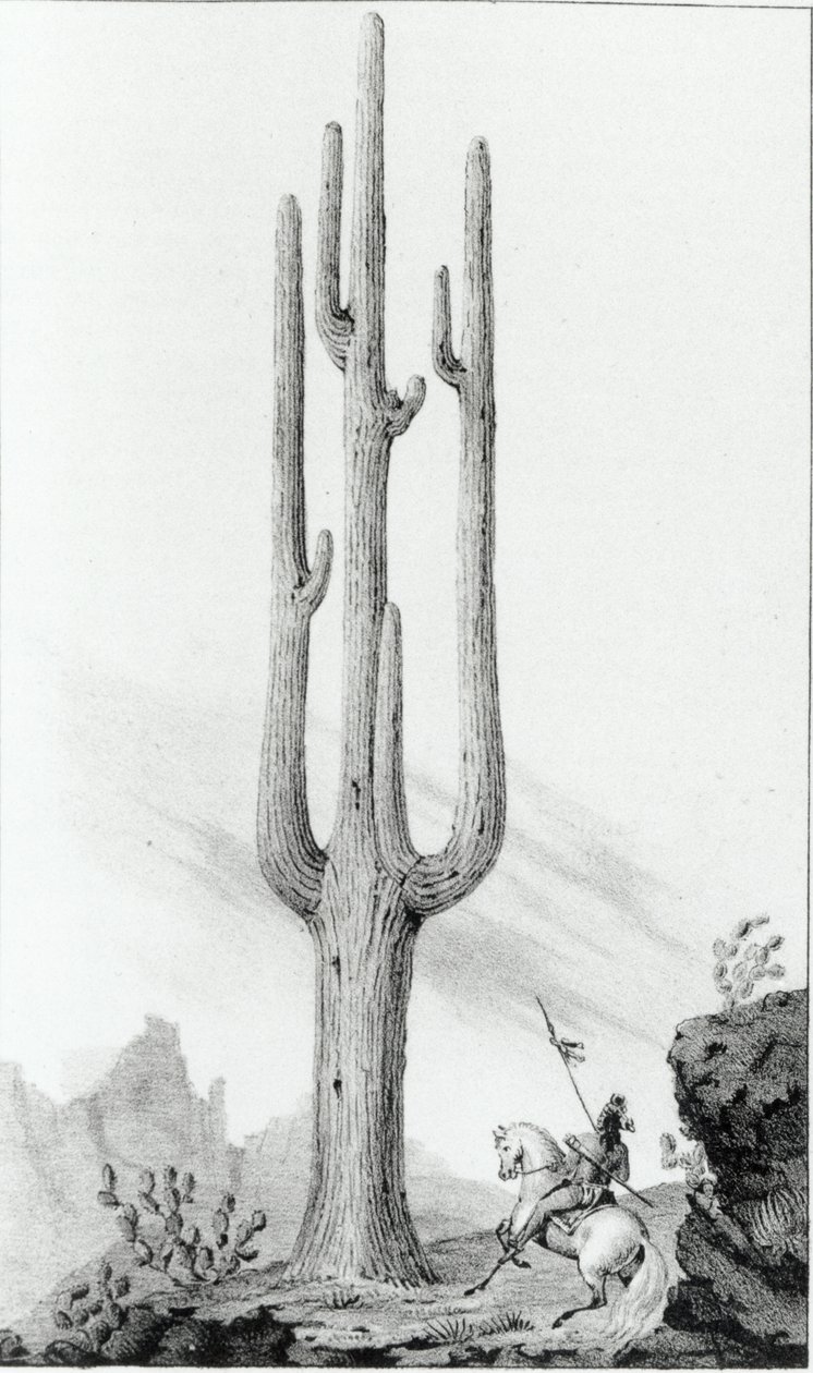 Cereus Giganteus von American School