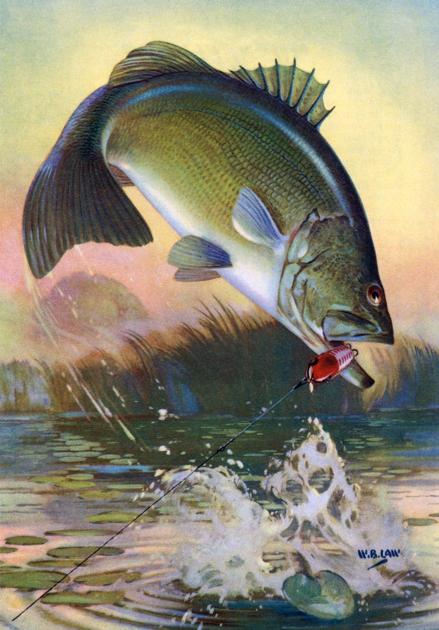 Sportfischen: Springender Großmaulbarsch von American School