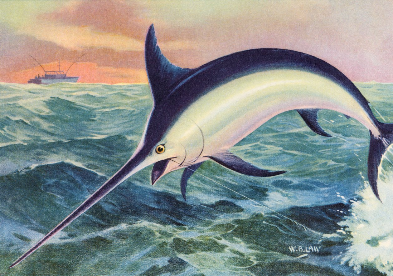 Sportfischen: Springender Schwertfisch von American School