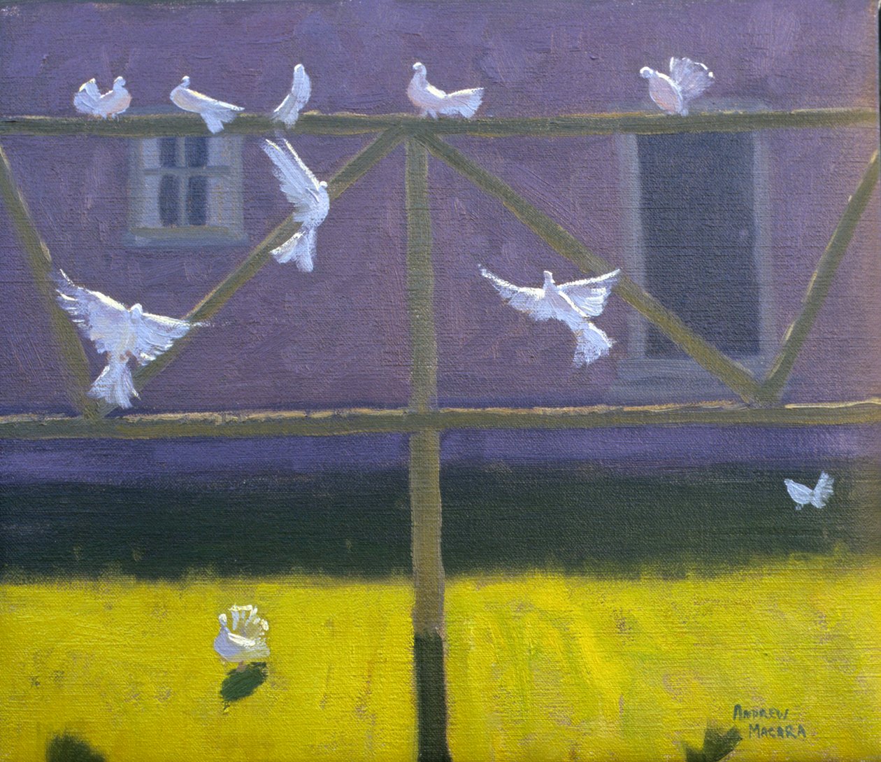 Tauben, 1999 von Andrew Macara