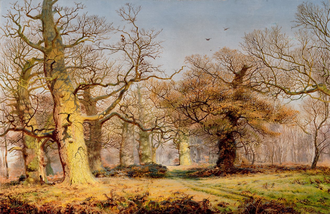 Eichen im Sherwood Forest von Andrew MacCallum