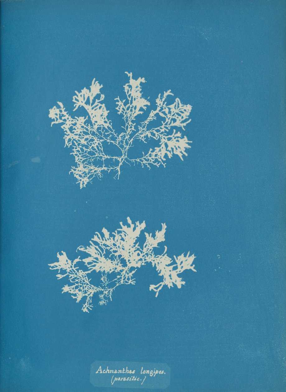 Achnanthes longipes, parasitisch, ca. 1853 von Anna Atkins