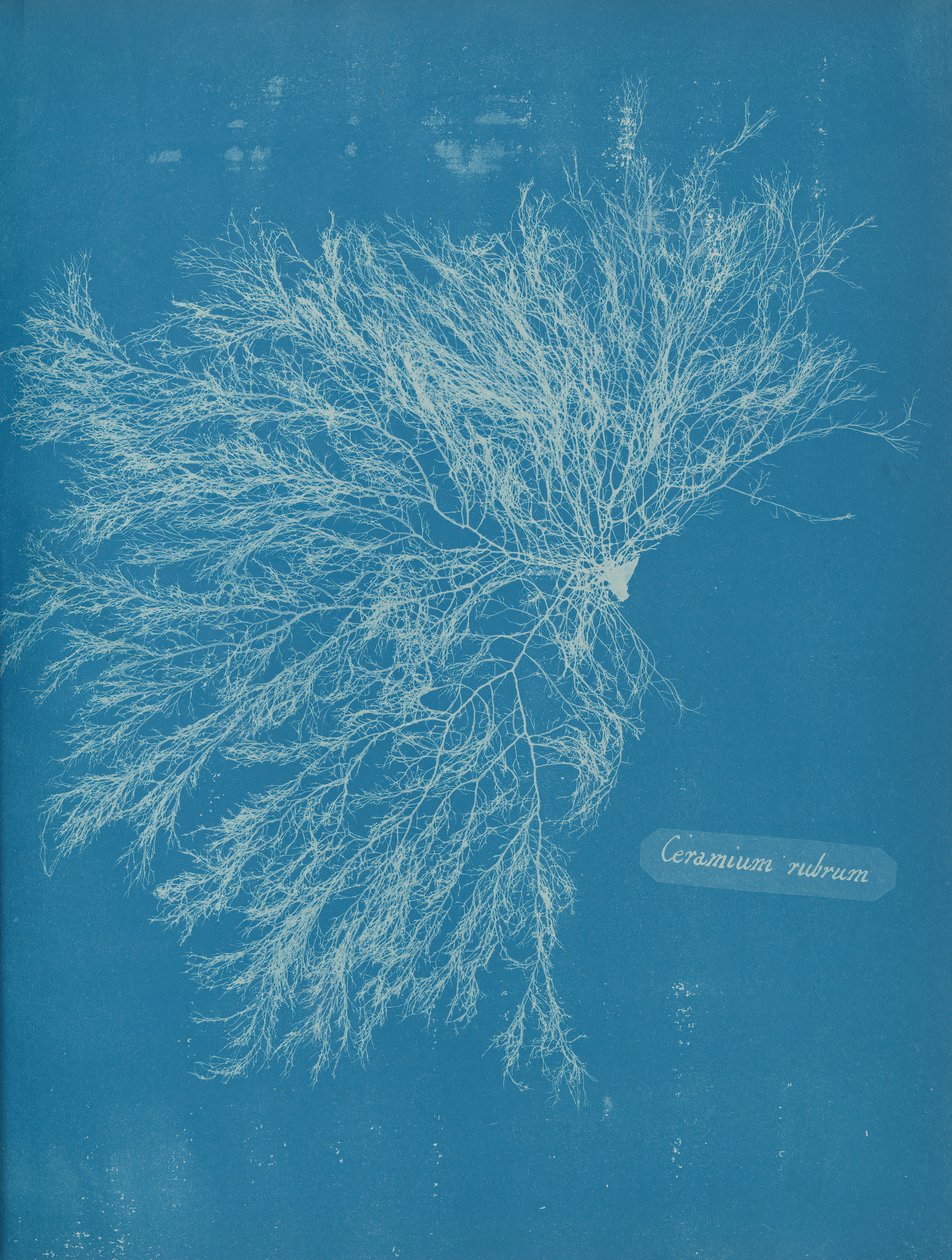 Ceramium rubrum, ca. 1853 von Anna Atkins