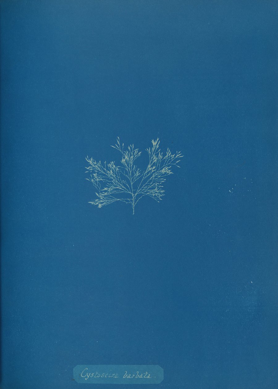 Cystoseira barbata, um 1853 von Anna Atkins