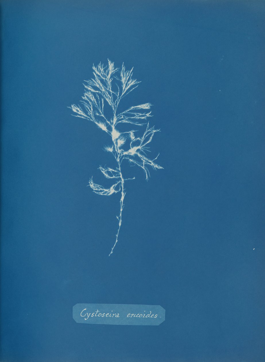 Cystoseira ericoides, ca. 1853 von Anna Atkins