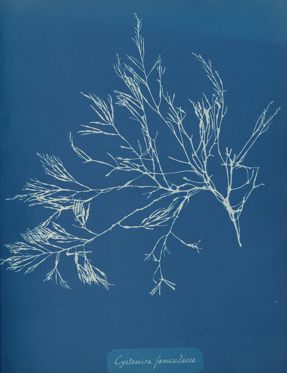 Cystoseira fæniculacea, ca. 1853 von Anna Atkins
