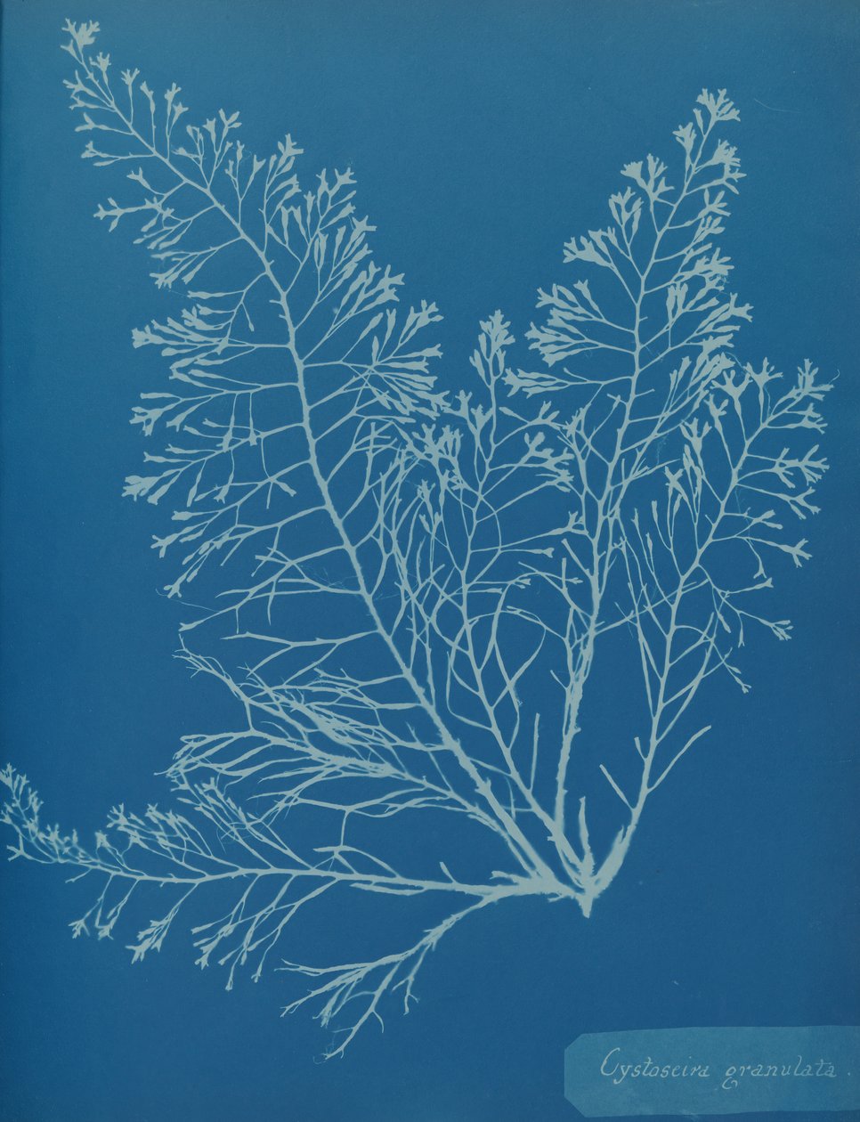 Cystoseira granulata, ca. 1853 von Anna Atkins