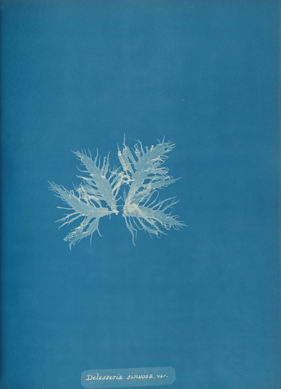 Delesseria sinvosa, var. von Anna Atkins