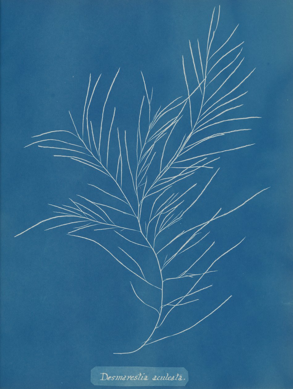Desmarestia aculeata, ca. 1853 von Anna Atkins