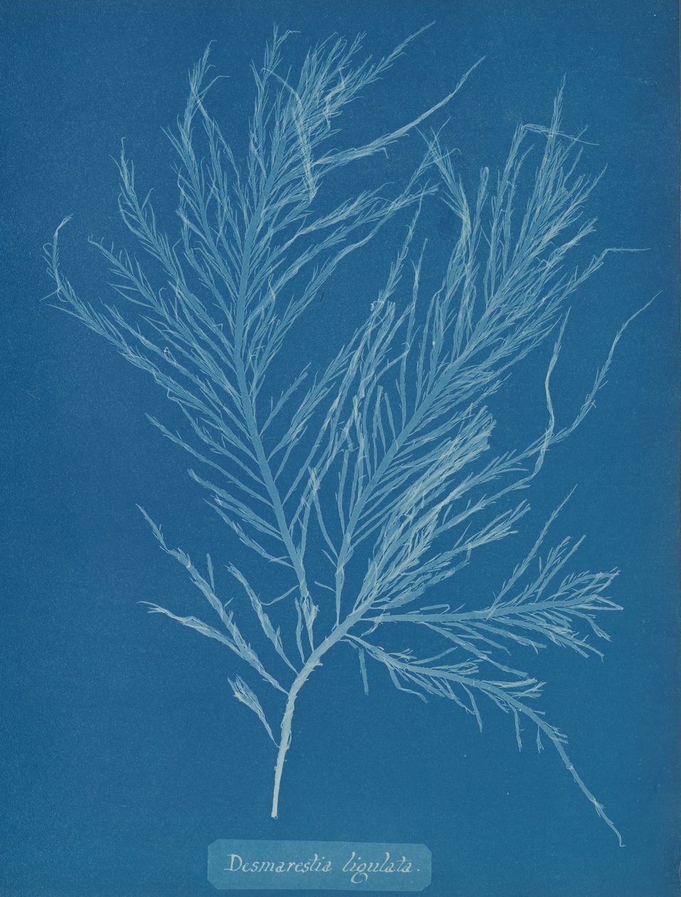 Desmarestia liqulata, ca. 1853 von Anna Atkins
