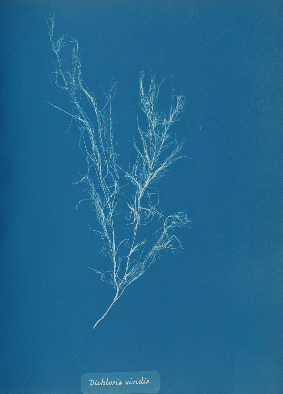 Dichloria viridis, ca. 1853 von Anna Atkins