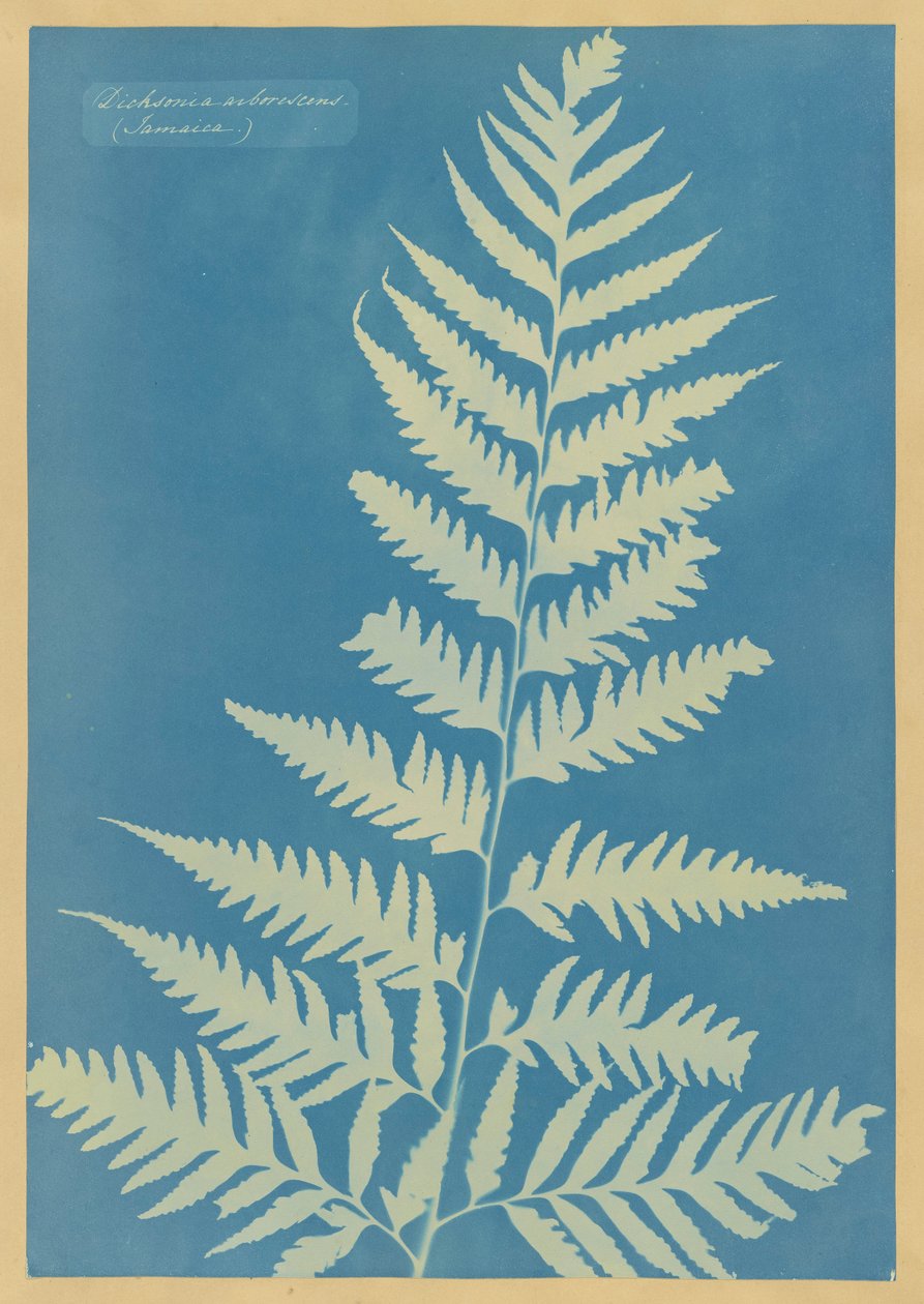 Dichsonia arborescens, Jamaika von Anna Atkins