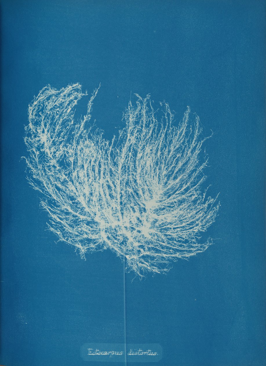 Ectocarpus distantus, ca. 1853 von Anna Atkins