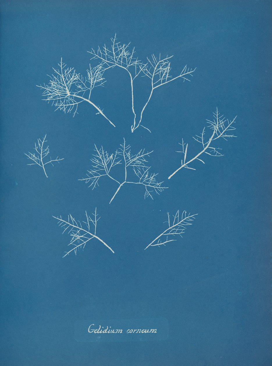 Gelidium corneum, ca. 1853 von Anna Atkins