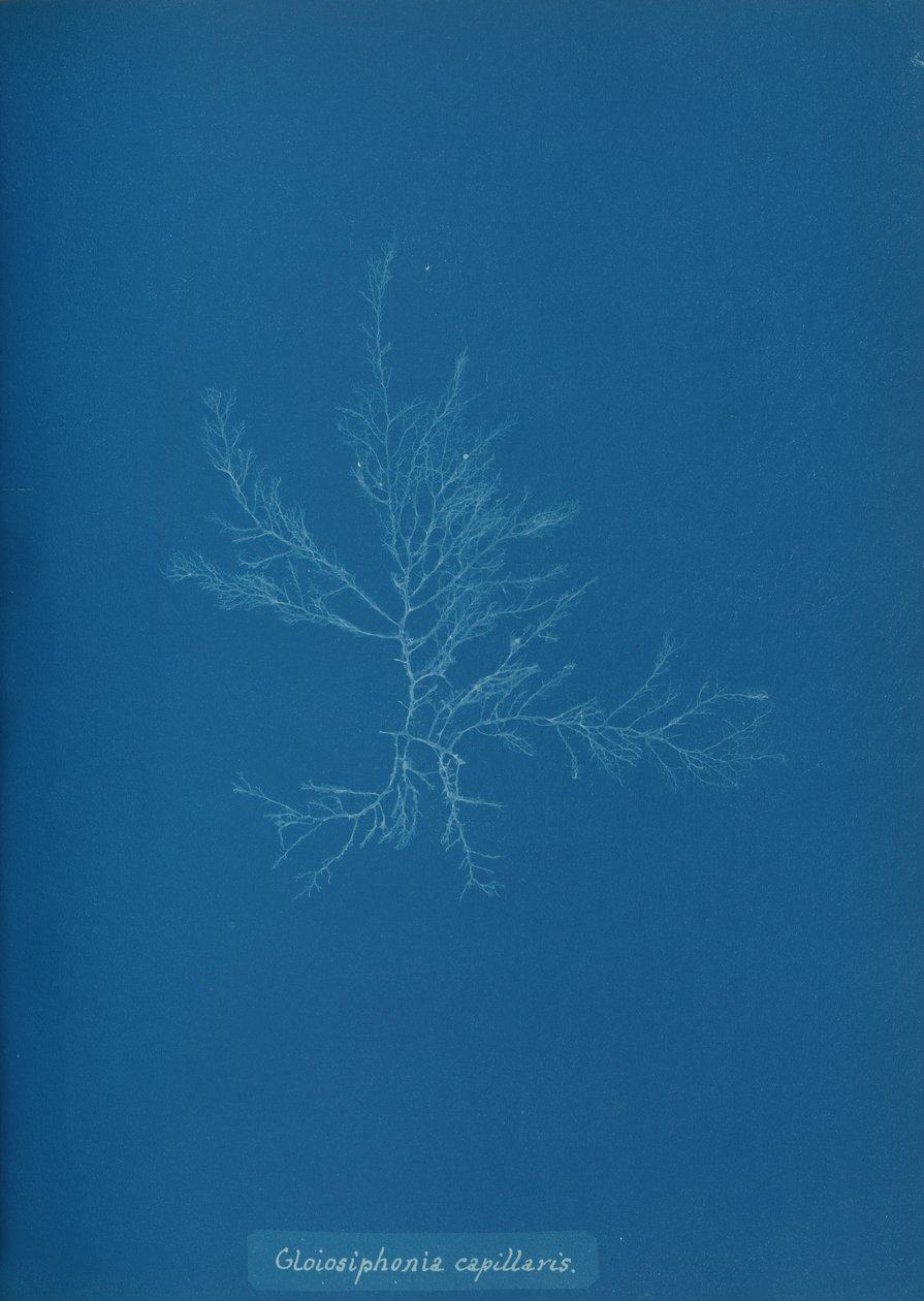 Gloisiphonia capillaris von Anna Atkins