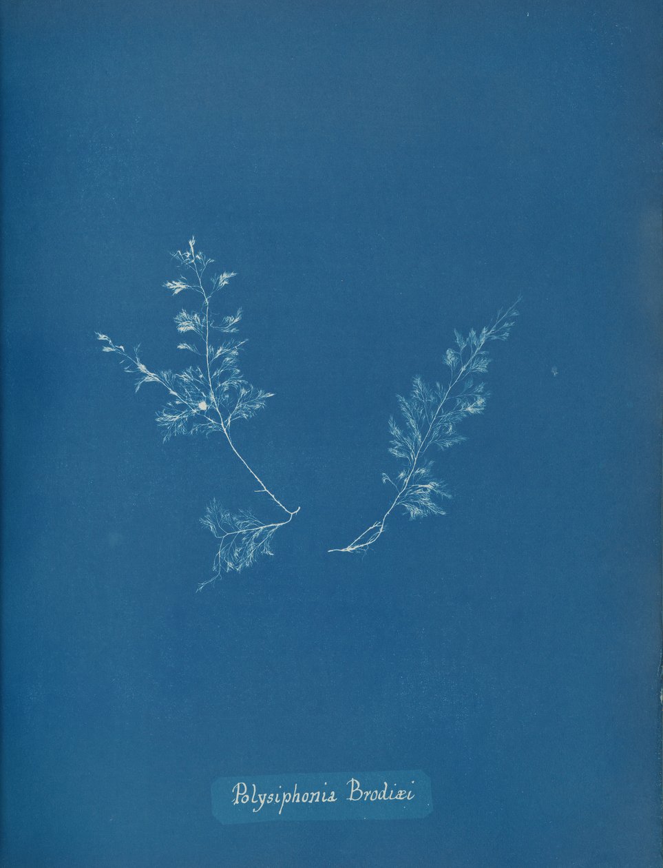 Polysiphonia Brodiæi, ca. 1853 von Anna Atkins