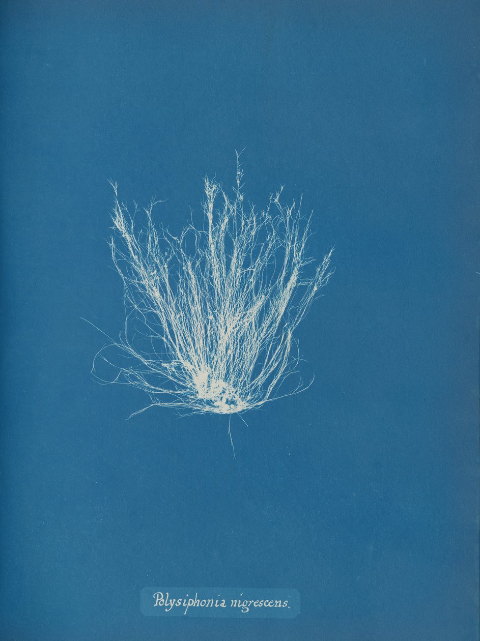 Polysiphonia nigrescens, ca. 1853 von Anna Atkins
