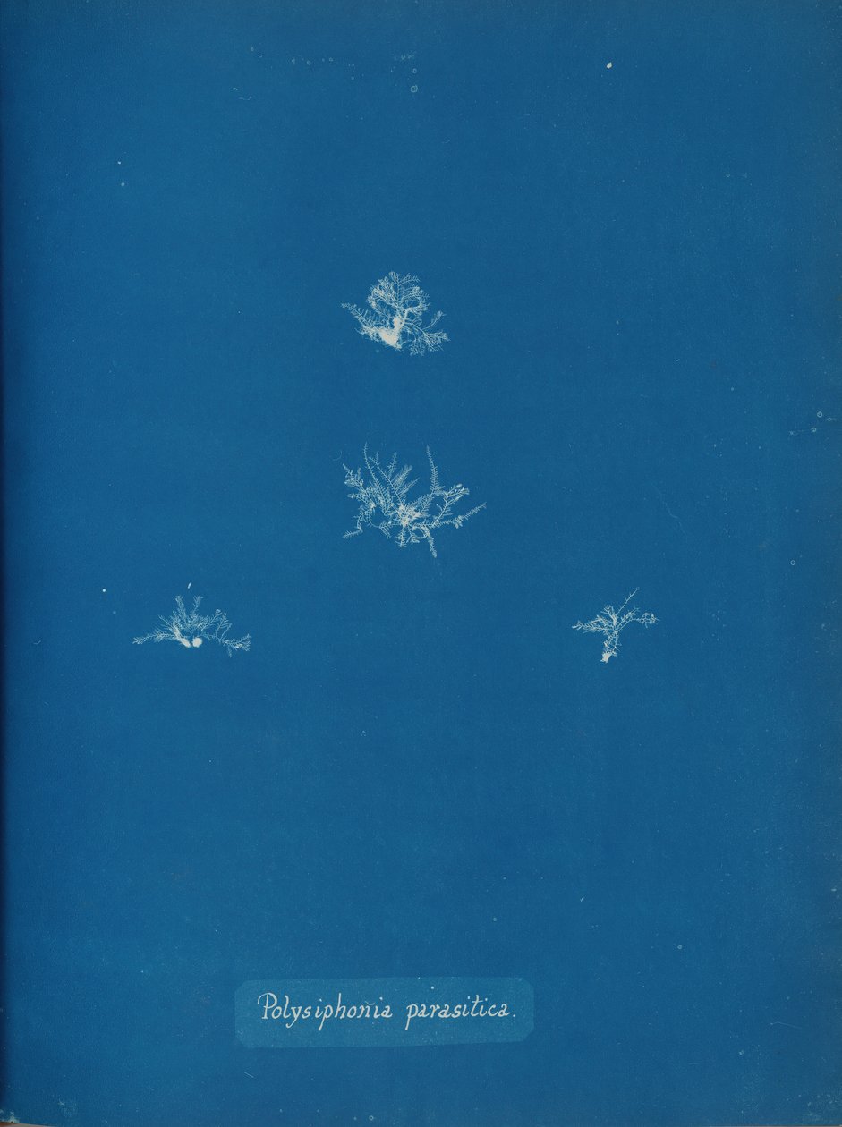 Polysiphonia parasitica, ca. 1853 von Anna Atkins