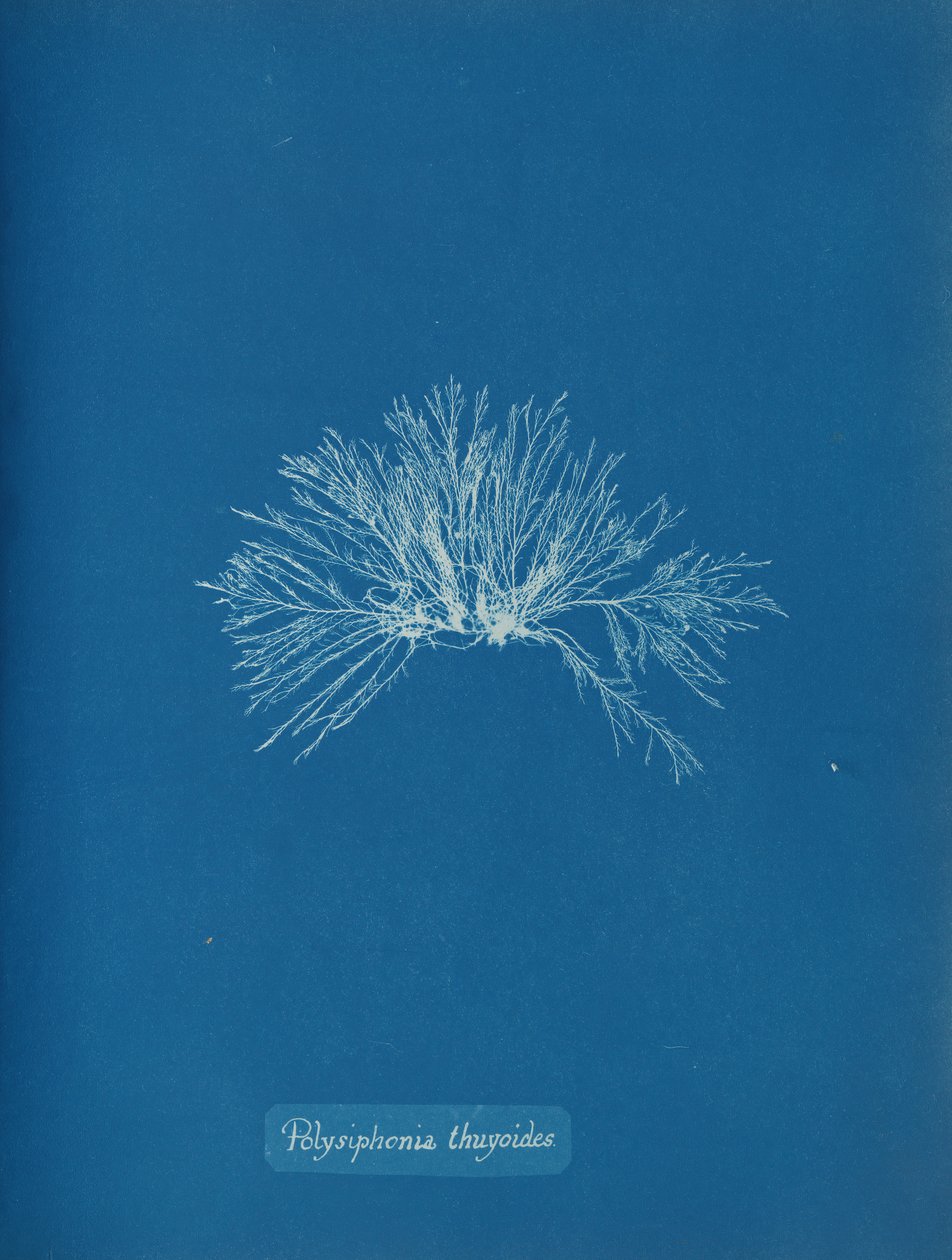 Polysiphonia thuyoides, ca. 1853 von Anna Atkins