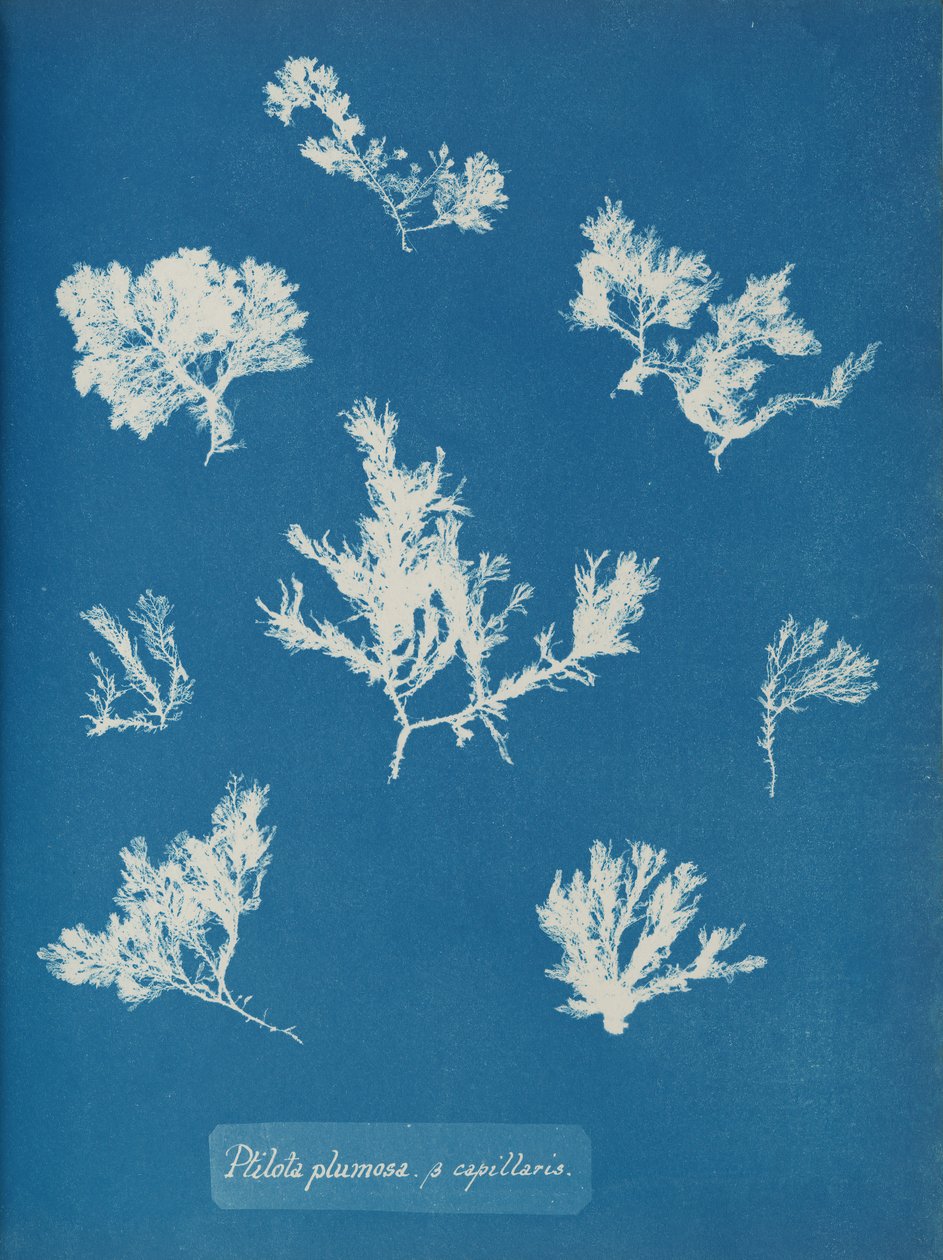 Ptilota plumosa. ß capillaris, ca. 1853 von Anna Atkins
