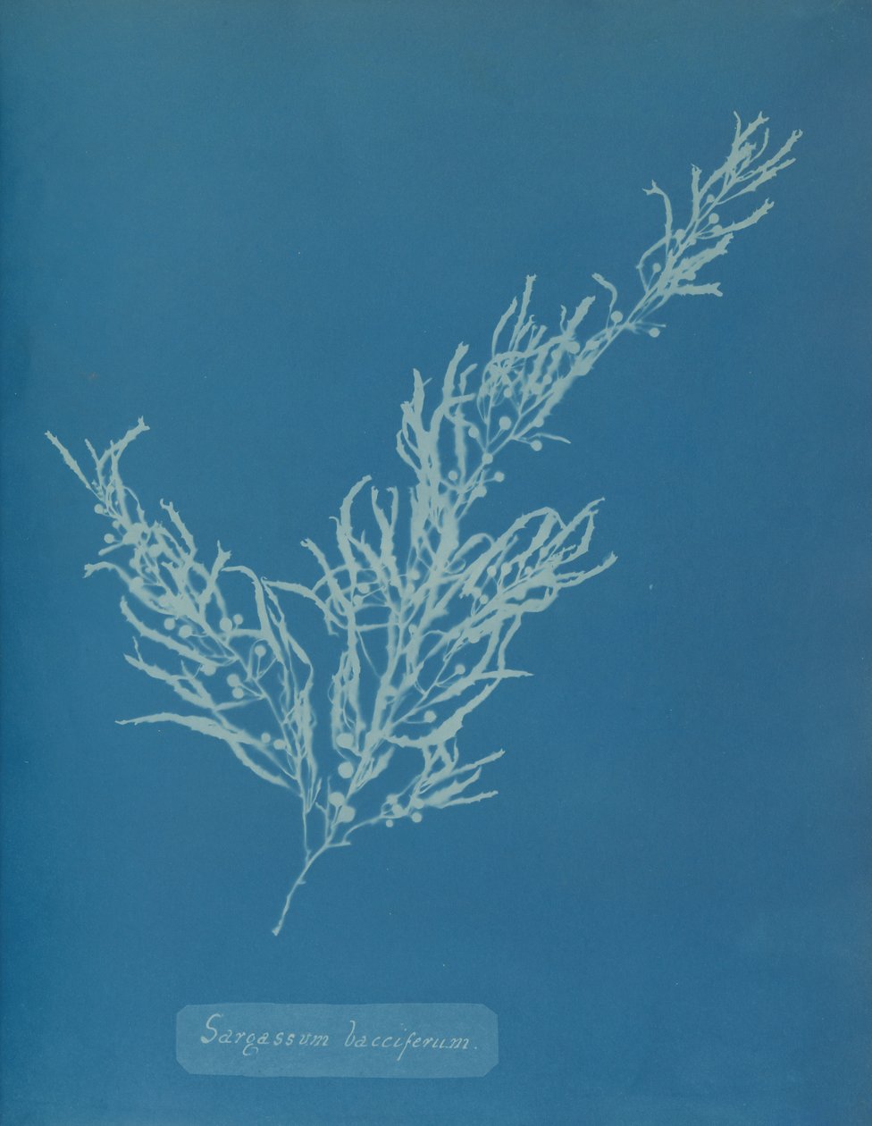 Sargassum bacciferum, ca. 1853 von Anna Atkins