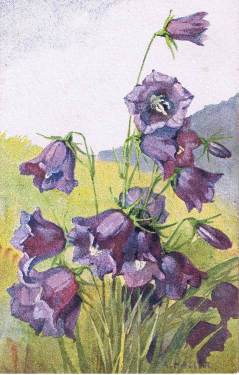 Blaue Blume, Postkarte, 1940er von Anna Haller