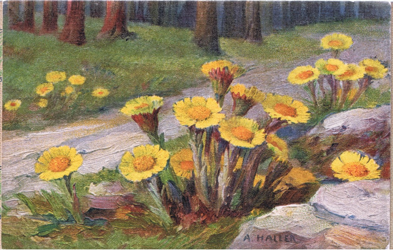 Huflattich, Postkarte, 1940er Jahre von Anna Haller