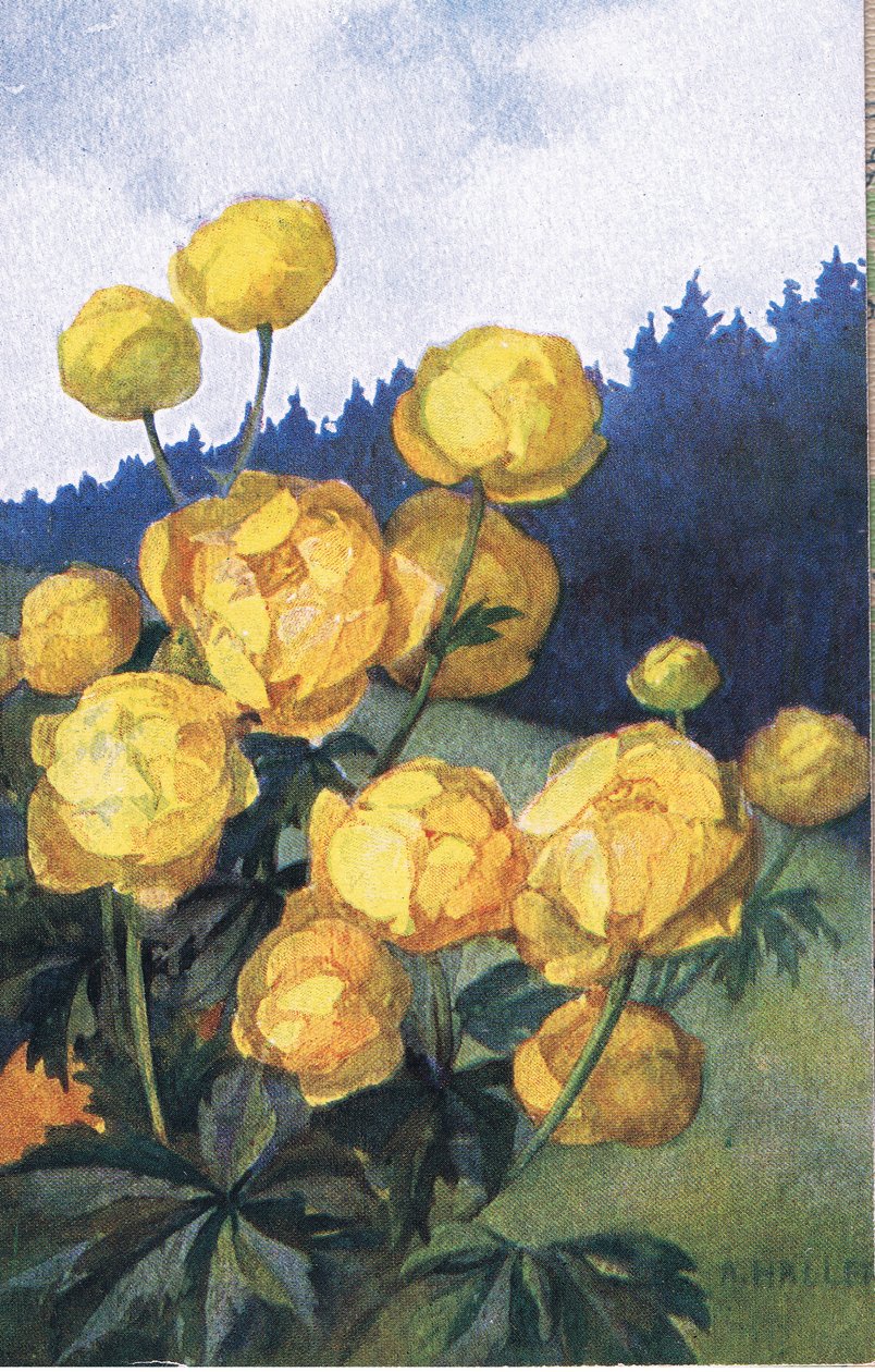 Gelbe Blume, Postkarte, 1940er Jahre von Anna Haller